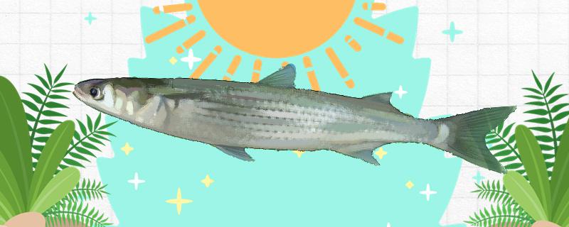 白眼鱼是海鱼么能养殖吗(白眼鱼学名叫什么)