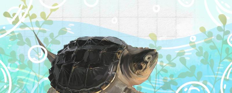 鳄龟属于什么龟怎么养(鳄龟是属于什么龟)