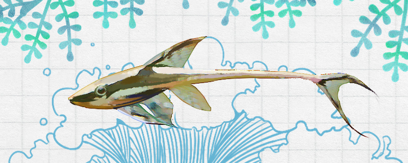 鲟身鲶好养吗怎么养(装修灯具名称)