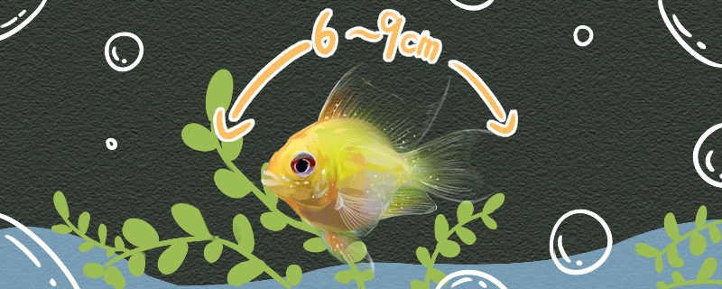 金波子能长多大能活多久(金波子最大能长多大)