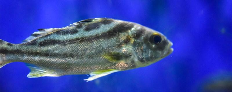 怎么判断鱼缸水质好坏水质不好怎么办(怎样判断鱼缸水质)