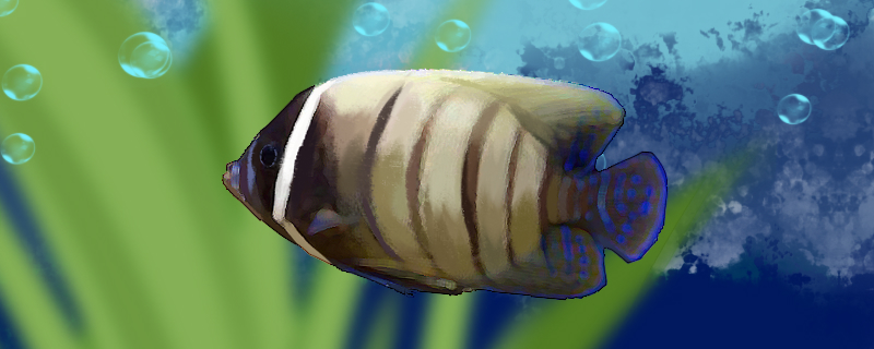 六间神仙鱼好养吗怎么养(六间鱼凶猛吗)