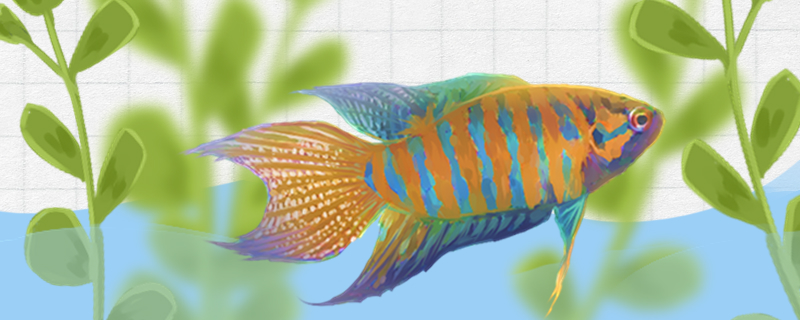 叉尾斗鱼品种介绍
