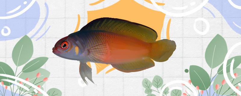 火焰鬼王鱼好养吗怎么养的