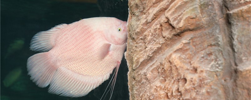 招财鱼眼睛凸出来是怎么了应如何治疗(招财鱼的眼睛为啥有一个突出去了)