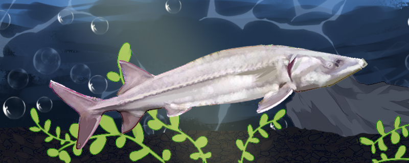 中华鲟生活在淡水还是海水生活在哪个流域(中华鲟生活在什么水域)