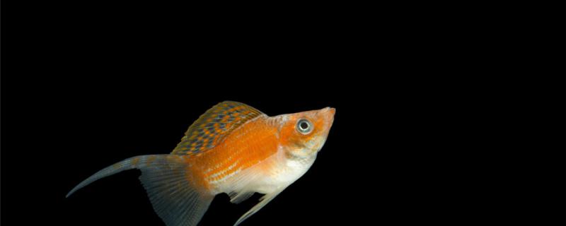 热带鱼肠子出来的原因