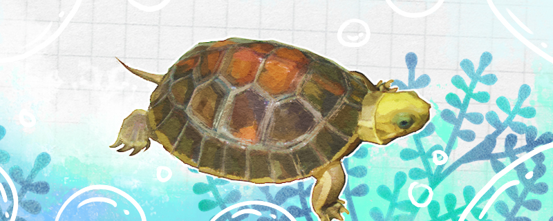 乌龟壳变软怎么就死了怎么治疗软甲病(乌龟壳变软了还能活吗)