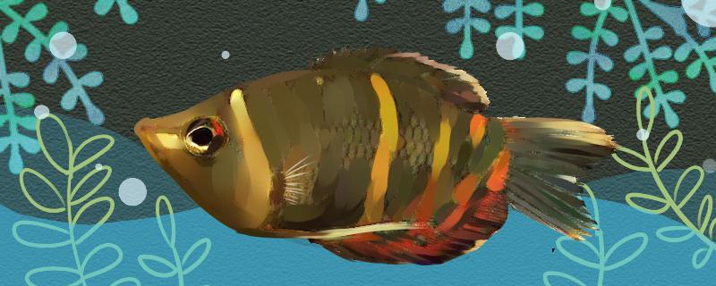 巧克力飞船鱼好养吗怎么养(巧克力飞船鱼好养吗怎么养活)