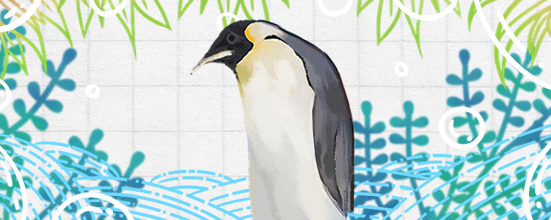 企鹅会游泳吗为什么会游泳(企鹅会不会游泳?)