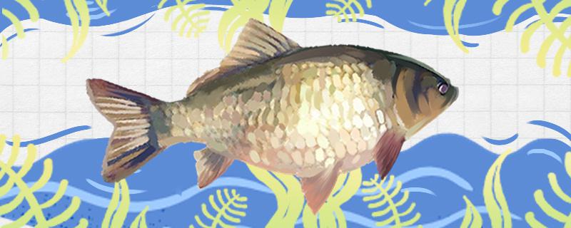 春季野钓鲫鱼用什么饵料最好用什么鱼竿最好(春季野钓鲫鱼饵料搭配)