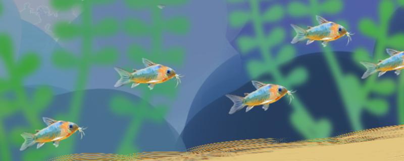 鼠鱼吃什么饲料好怎么喂(鼠鱼 喂什么)