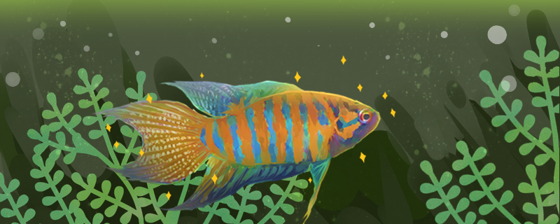 中国斗鱼如何快速变色吃什么变色快(中国斗鱼颜色怎么变深)