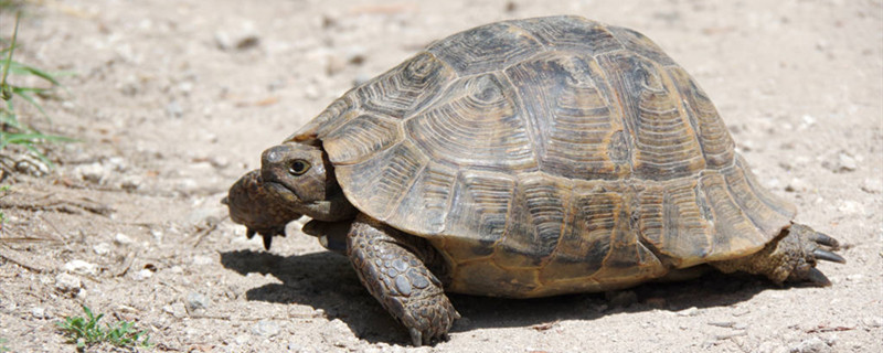 陆龟好养吗陆龟怎么能养好(陆龟好养吗活多久)