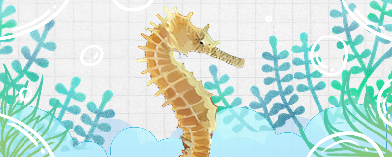 海马是不是鱼属于哺乳动物还是两栖动物呢