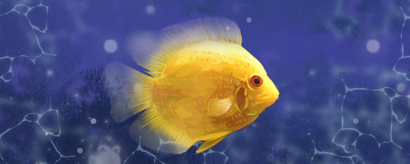 菠萝鱼好养吗怎么养(菠萝鱼怎么养 菠萝鱼繁殖图片)