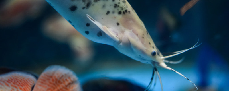 白点病怎么治治疗白点病有什么好方法呢