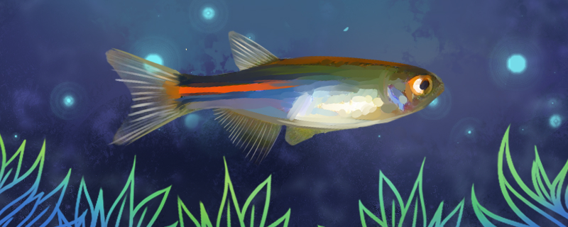 闪电斑马鱼好养吗怎么养(三湖闪电斑马鱼)