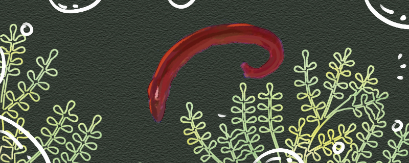 红虫可以保存多久