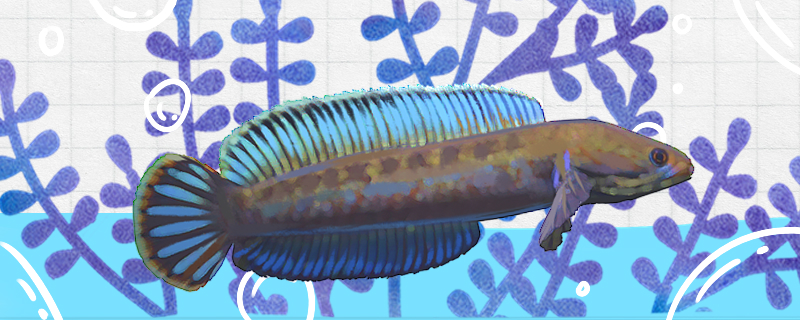 阿萨姆七彩雷龙鱼好养吗怎么养的