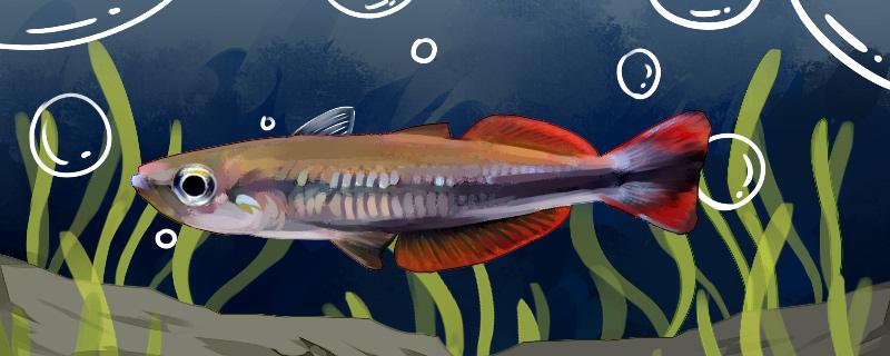 马达加斯加观赏鱼