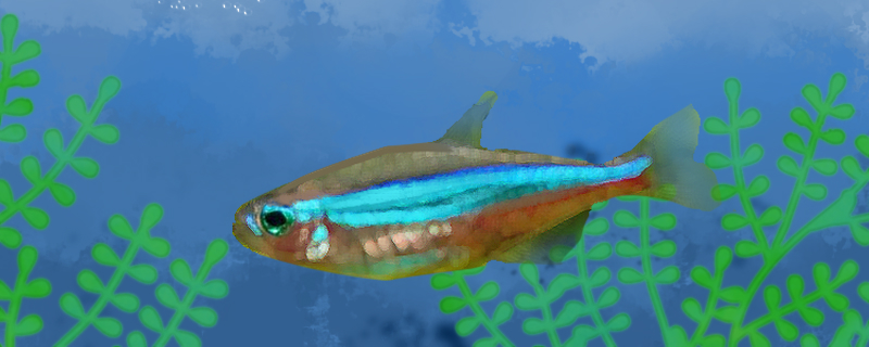 绿莲灯鱼好养吗怎么养(绿莲灯鱼好养吗怎么养活)