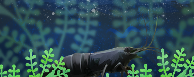 黑壳虾吃鱼卵吗能和鱼一起养吗(黑壳虾吃鱼卵吗能和鱼一起养吗视频)