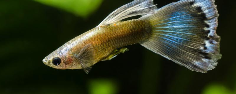 孔雀鱼缩鳍缩尾怎么治