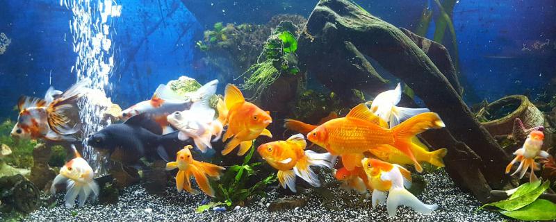 鱼缸水质浑浊怎么处理怎么让水变清澈(鱼缸水质混浊怎么改善)