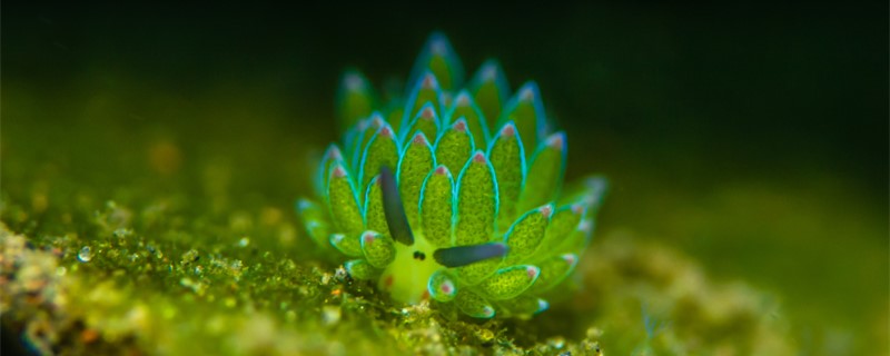 海兔是鱿鱼吗和鱿鱼有什么区别(海兔和鱿鱼口感的区别)