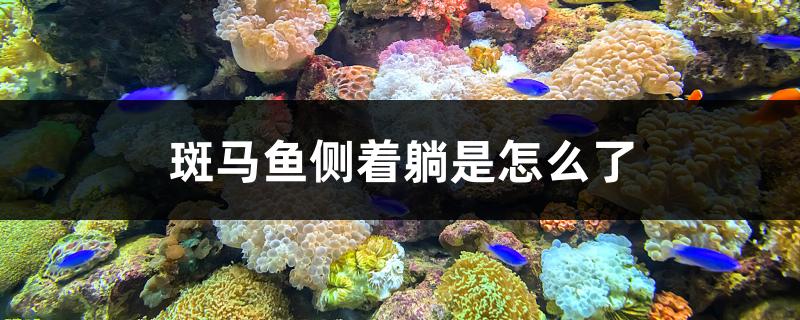 斑马鱼侧着躺是怎么了(斑马鱼侧身游是什么情况)
