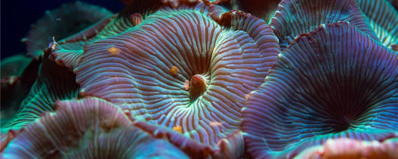海葵是动物还是植物生活在哪里(海葵是动物还是植物生活在哪里呢)
