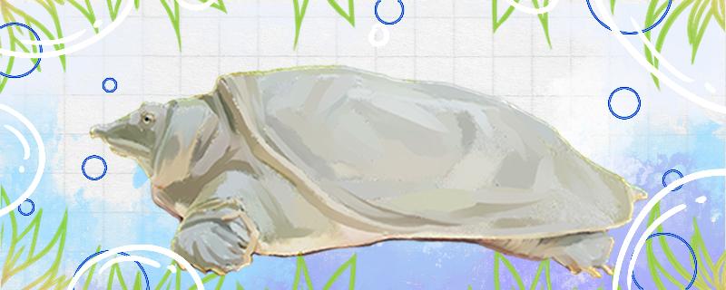 甲鱼在水里能憋多久才会死没水会死吗(甲鱼一直在水里没事吧)