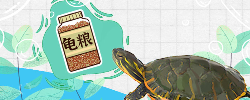 西部锦龟吃什么多久喂一次(西部锦龟吃什么?)