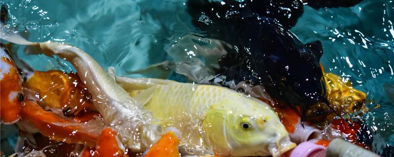 锦鲤夜间喂食吗