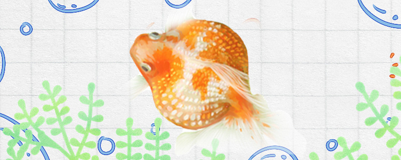 珍珠金鱼好养吗怎么饲养(珍珠金鱼难养吗)
