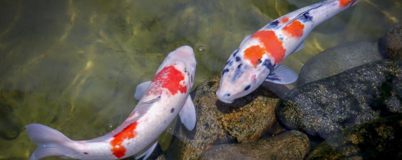 锦鲤的正确喂食养法喂食的注意事项(锦鲤一般怎么喂食)