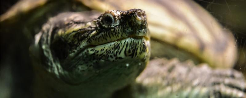 乌龟在椰土里要浇水吗冬眠时要注意什么(乌龟椰土冬眠怎么加水)