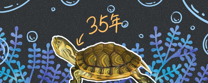 黄耳龟的寿命判断黄耳龟是否成年的方法(黄耳龟怎么看年龄)