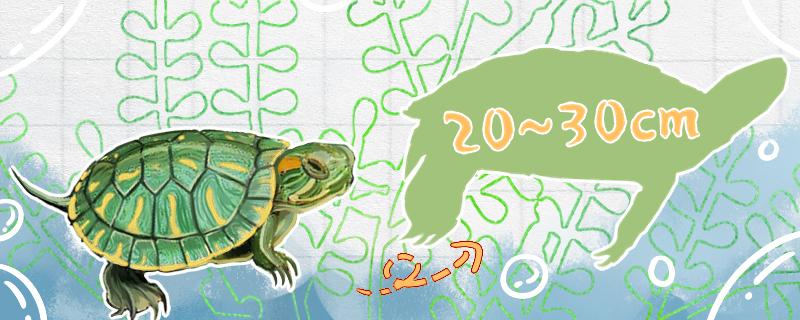 20年的巴西龟有多大能活多久(20年的巴西龟相当于人的多少岁)