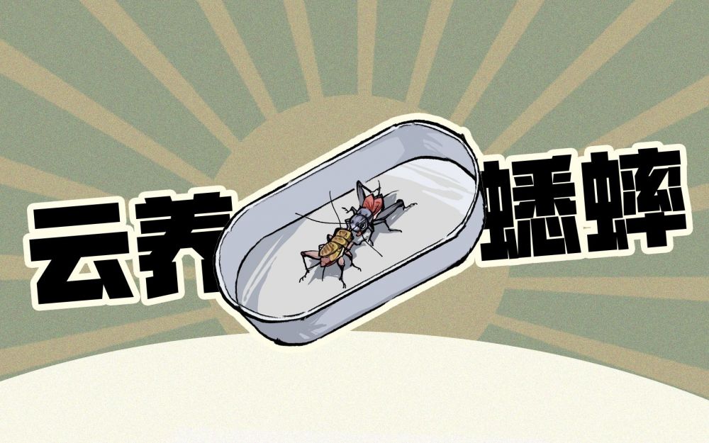沉默的蟋蟀中后期如何玩比较好