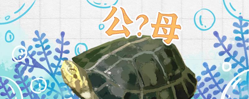 黄头龟怎么分公母公母能一起养吗(黄头龟怎样分公母图解)