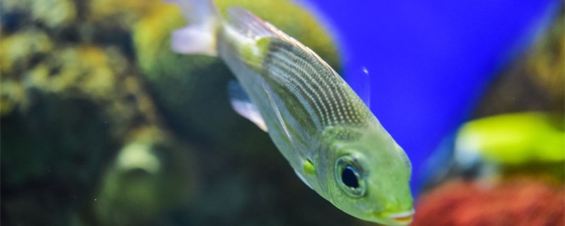 鱼缸底色怎么换色简单鱼缸底色用什么颜色好(鱼缸怎样换底色)