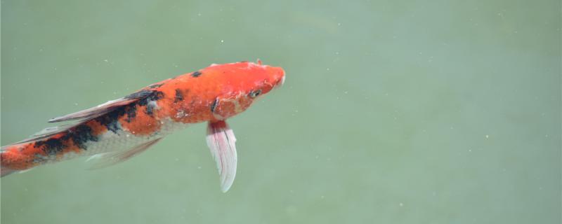 鱼池水发黄发黑该怎么处理