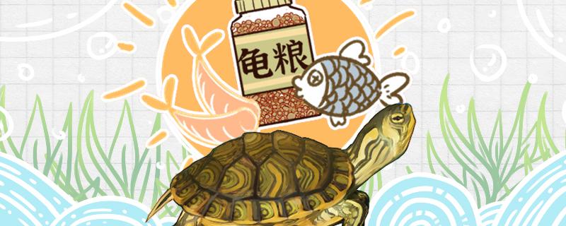黄耳龟喂食方法饲养方法(黄耳龟如何喂食)