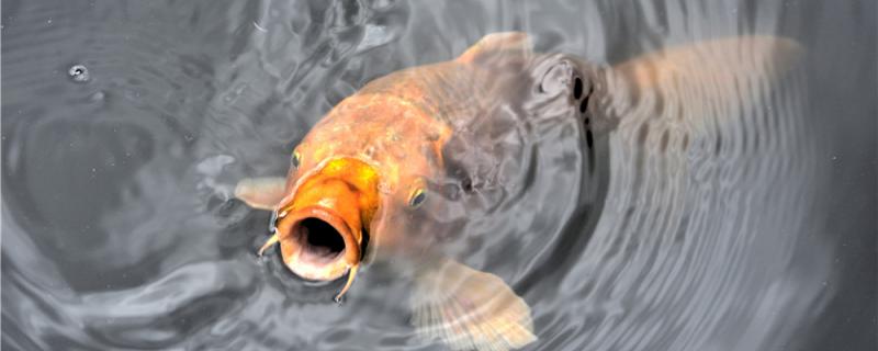 冬季钓鲤鱼怎样选择钓位怎样调漂(冬季怎么钓鲤鱼野钓)