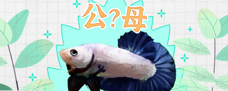 将军斗鱼怎么分公母公母能一起养吗(将军斗鱼雌雄可以一起养吗)