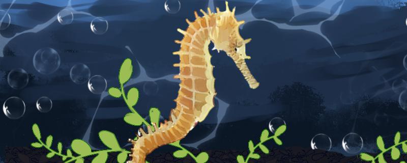 海马为什么是鱼类动物有哪些特点(海马是鱼吗百度百科)