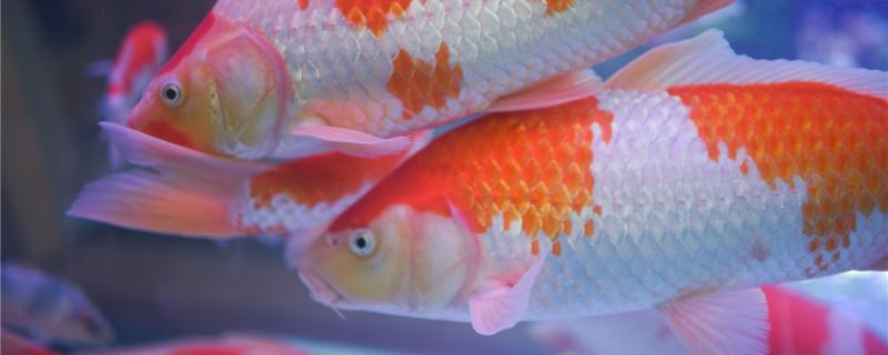 15厘米的锦鲤吃多大颗粒给锦鲤喂食要注意什么(15cm的锦鲤一次吃几粒)