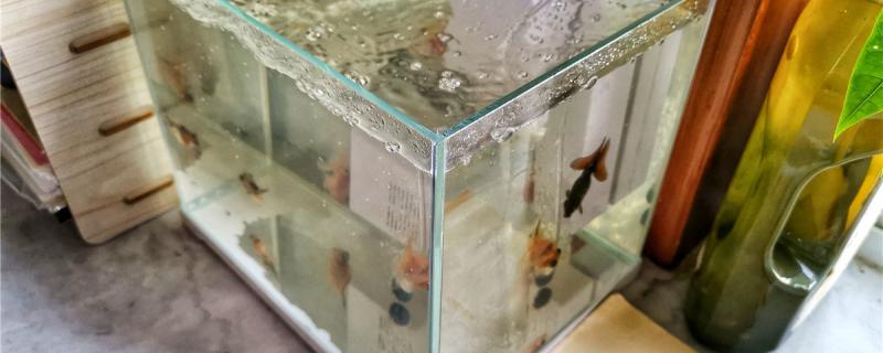 换了过滤棉必须加硝化细菌吗过滤棉用哪种比较好(换了过滤棉之后鱼缸水变白)